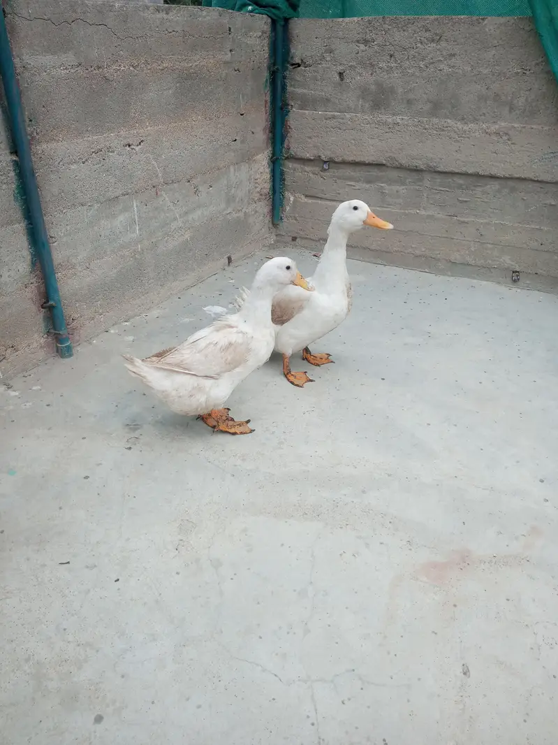 ducks
