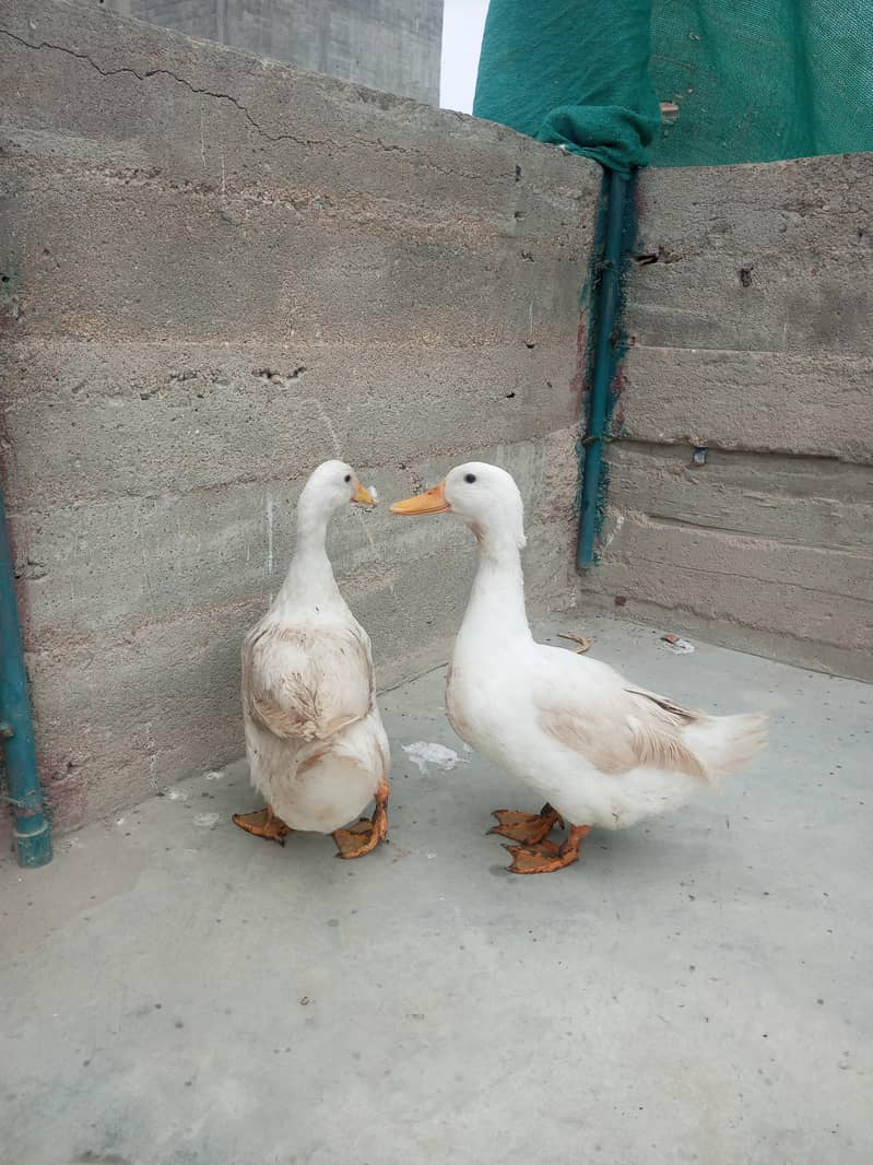 ducks 1