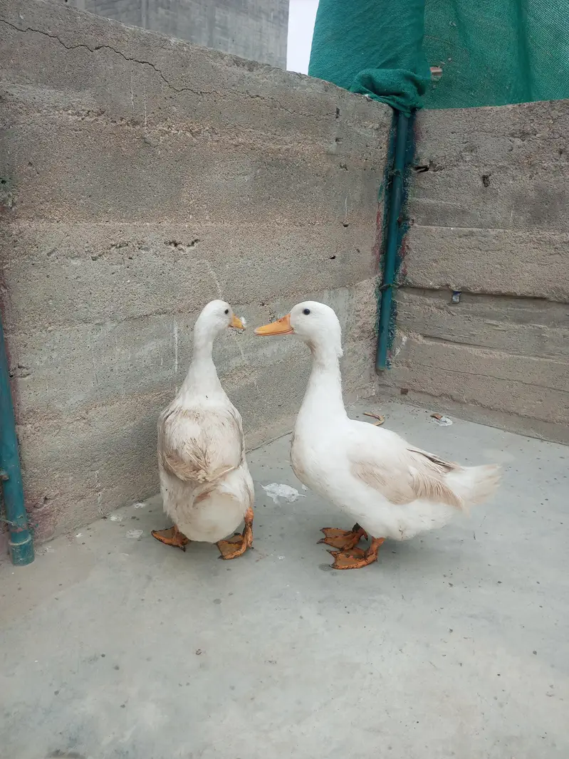 ducks — photo 2