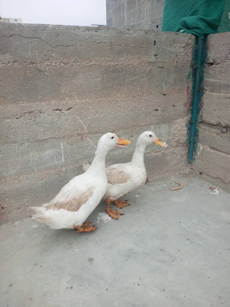 ducks 2