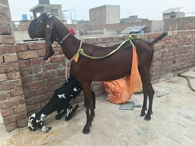 PURE NAGRI FEMALE WITH 1 FEMALE KID
