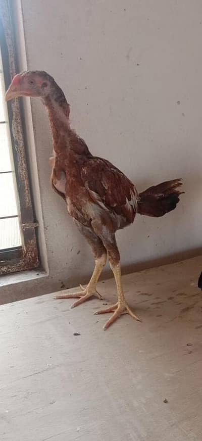 dakni bredr pair 03446294908