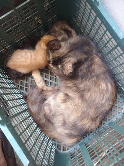 Female Persian cat with kittens