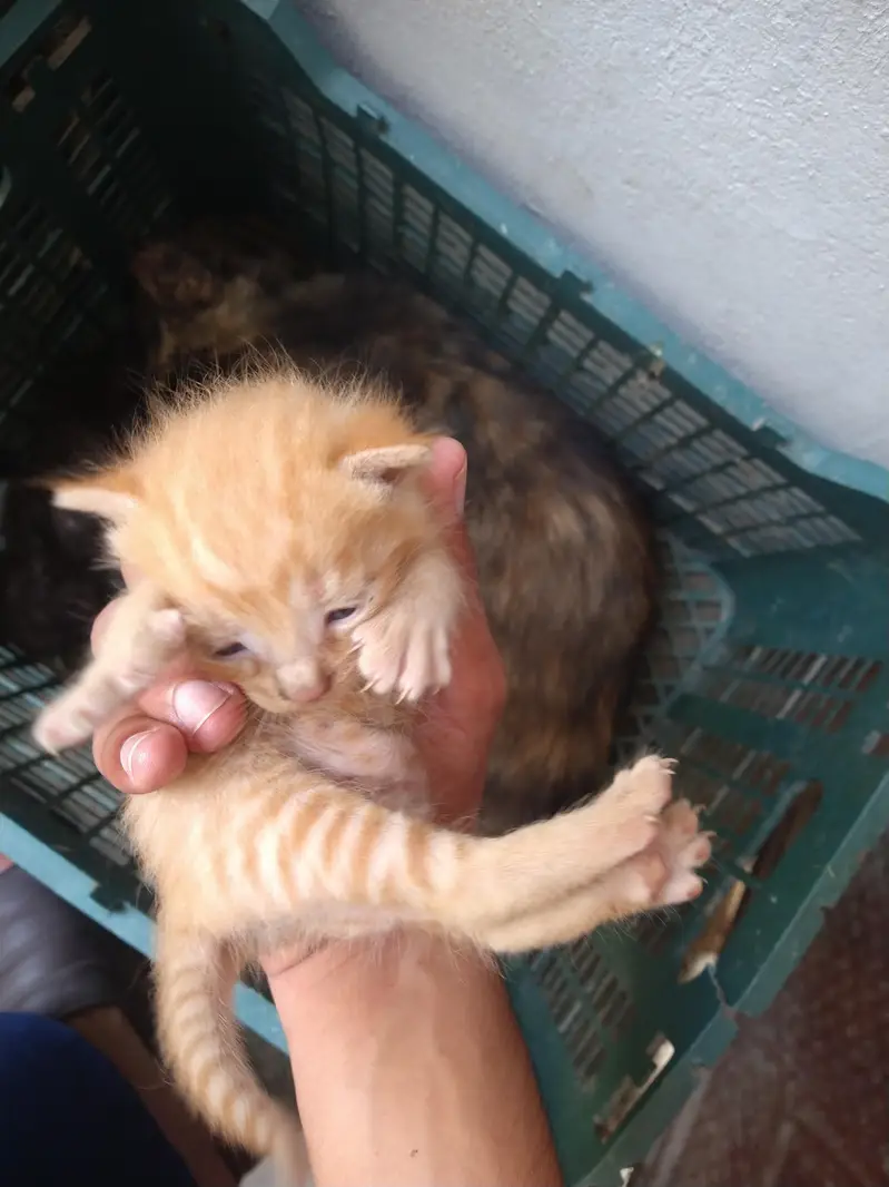 Female Persian cat with kittens — photo 2