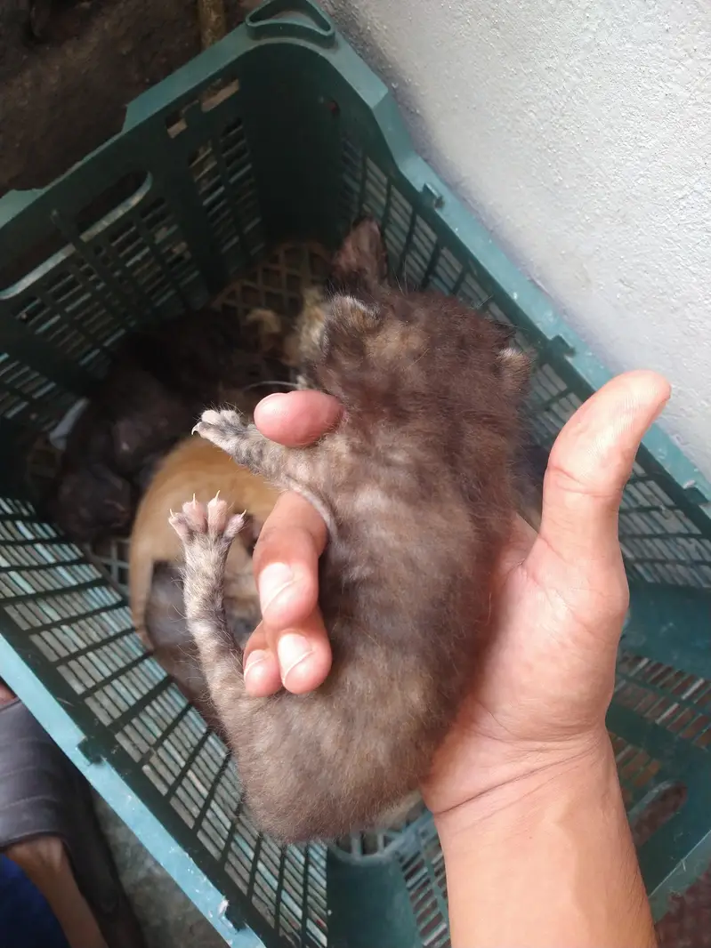 Female Persian cat with kittens — photo 3