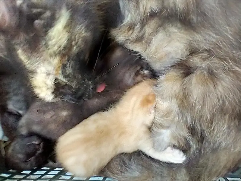Female Persian cat with kittens — photo 4