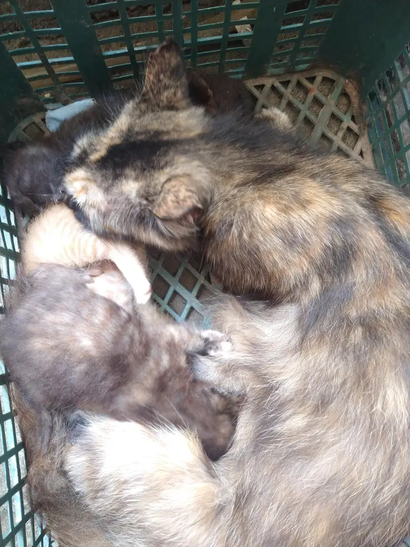 Female Persian cat with kittens — photo 5