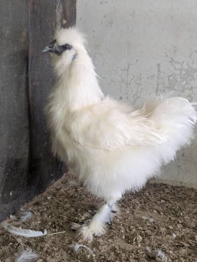 silky+shamo available for sale WhatsApp 03141439675