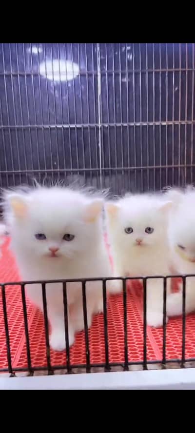 Persian cat for sale male or female my WhatsApp 302=69=41=814