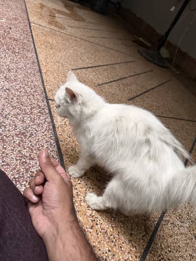 Persian Cat with 1 month Kitten