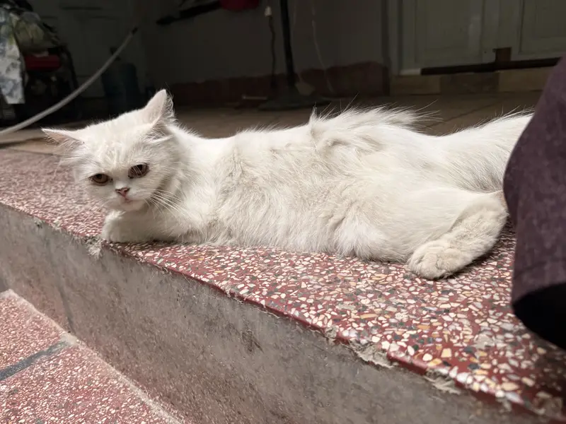 Persian Cat with 1 month Kitten — photo 3