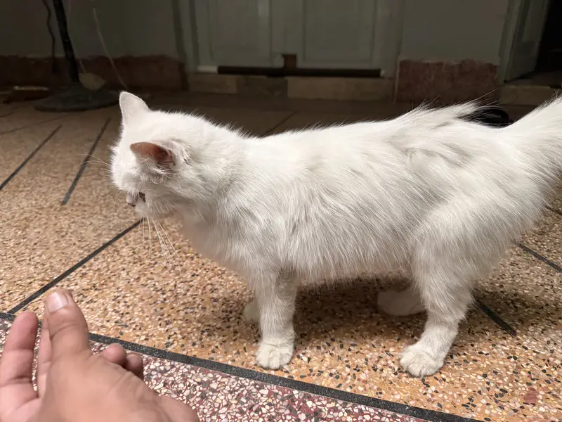 Persian Cat with 1 month Kitten — photo 4