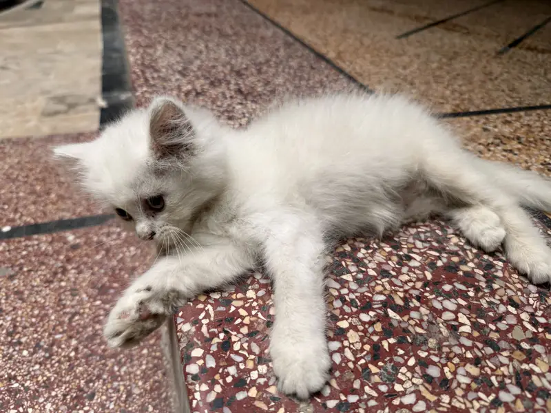 Persian Cat with 1 month Kitten — photo 5
