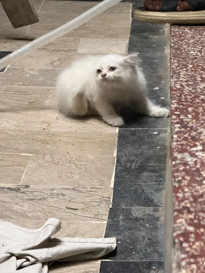 Persian Cat with 1 month Kitten — photo 6