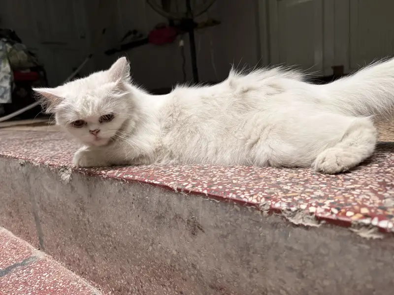 Persian Cat with 1 month Kitten — photo 8