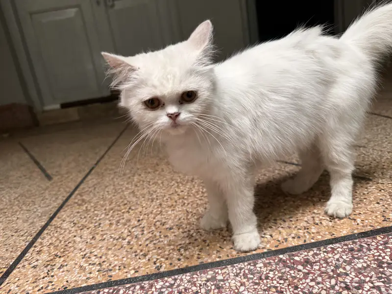 Persian Cat with 1 month Kitten — photo 9