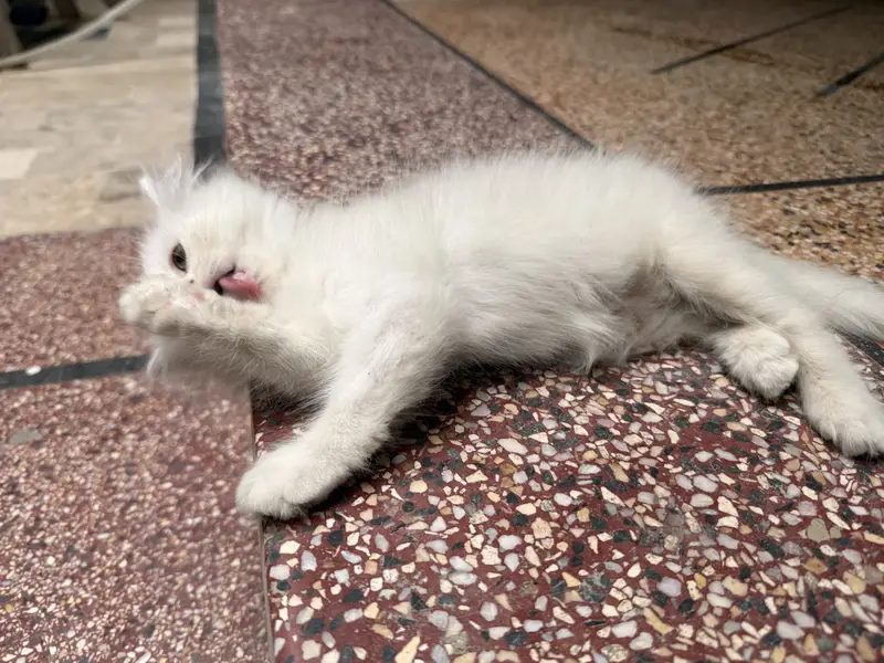 Persian Cat with 1 month Kitten — photo 10