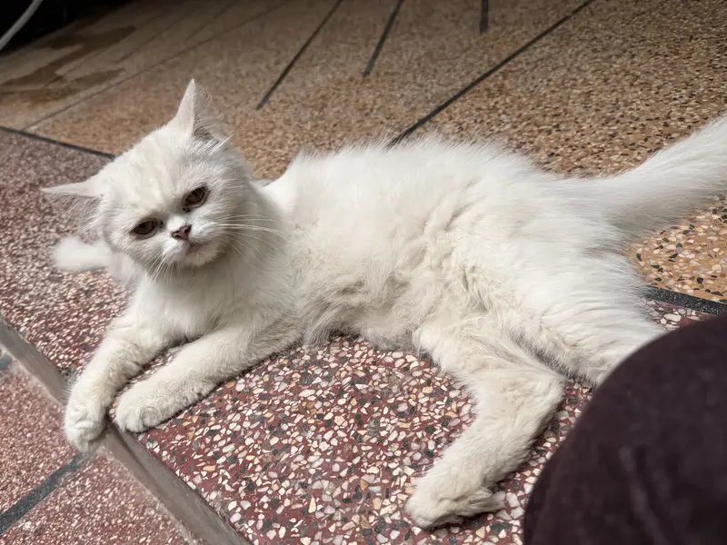 Persian Cat with 1 month Kitten — photo 11
