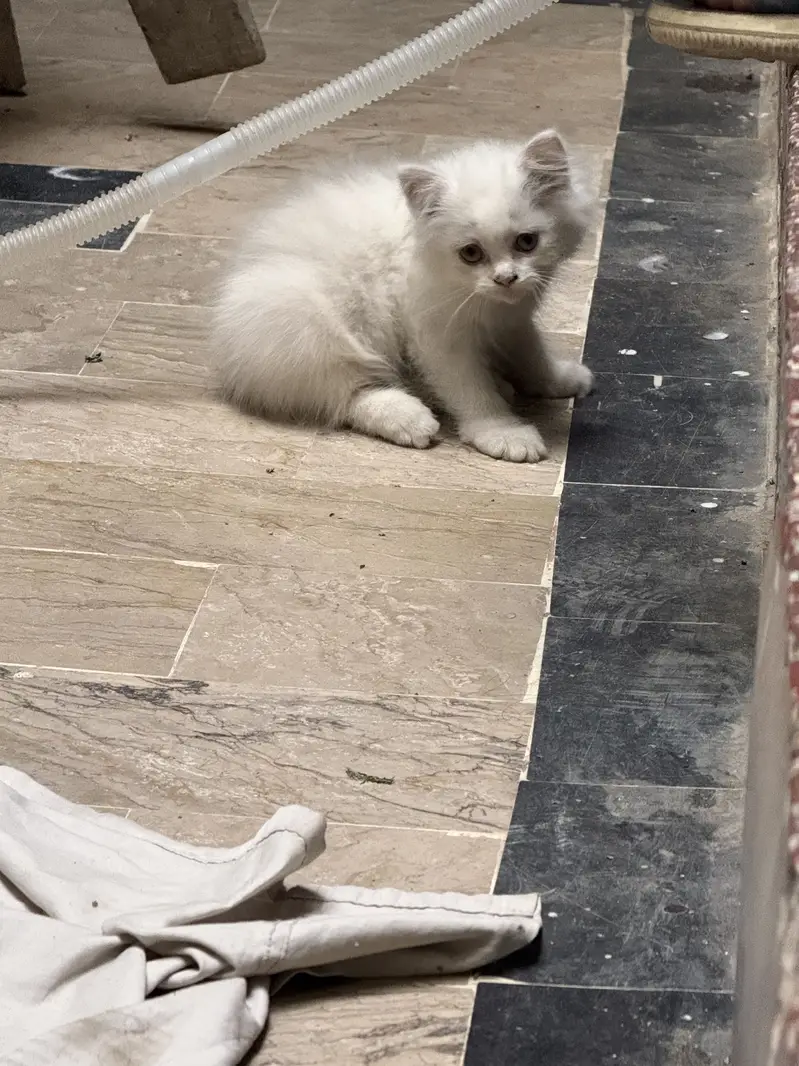 Persian Cat with 1 month Kitten — photo 12
