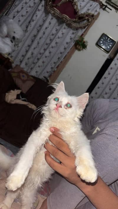 Beautiful 2-Month-Old White Long-Hair Persian Kitten 