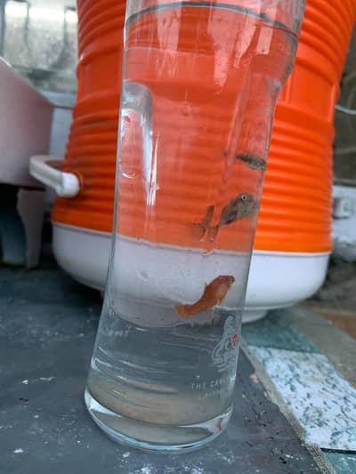 platy young pieces