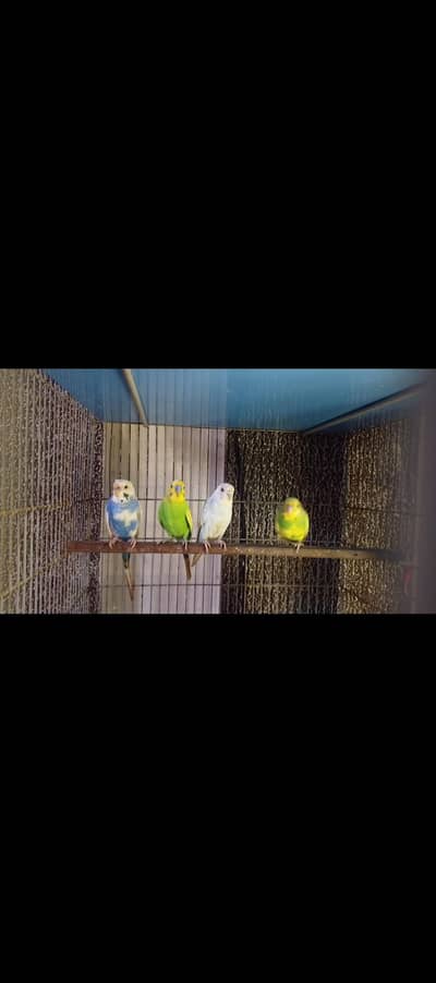 nice Bird