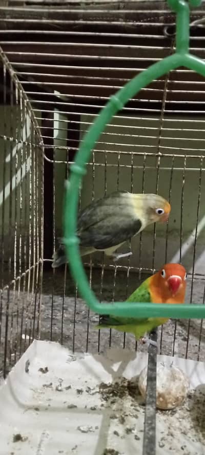healthy pair of lovebirds