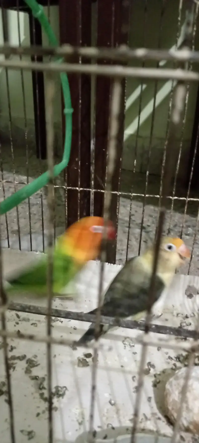 healthy pair of lovebirds — photo 2