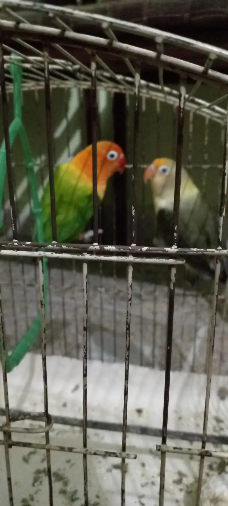 healthy pair of lovebirds — photo 3