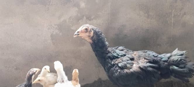 Beautiful Thai chicks