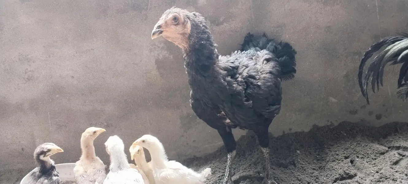 Beautiful Thai chicks — photo 2
