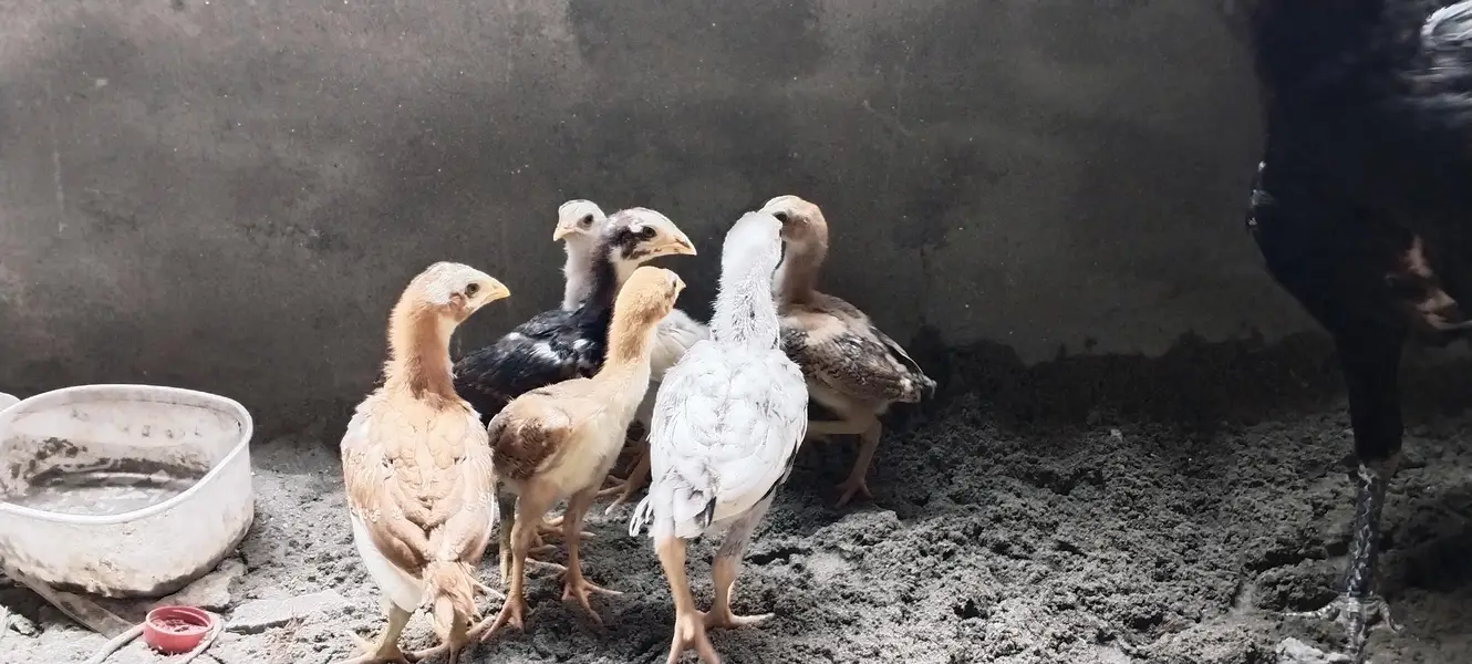 Beautiful Thai chicks — photo 4