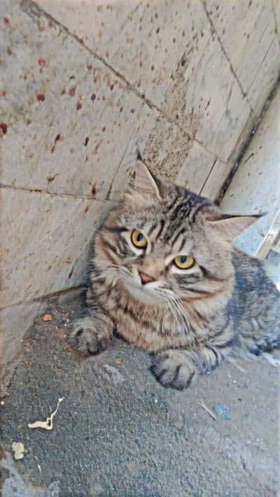 Australian cat