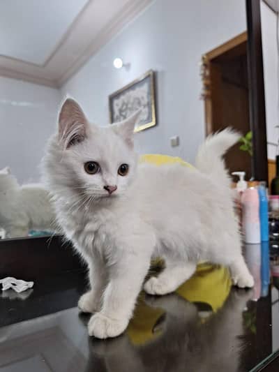 triple Coated Doll Face kittens