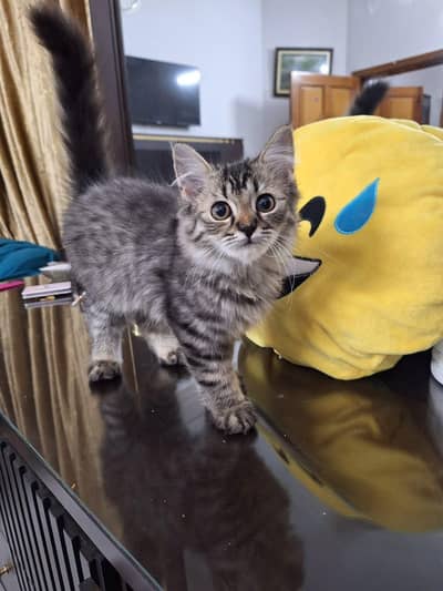 triple Coated Doll Face kittens