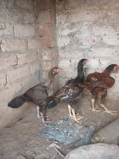 aseel chicks aseel hens mian wali for sale