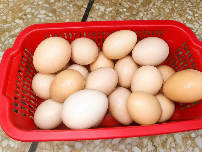 Natural Desi Eggs — photo 2