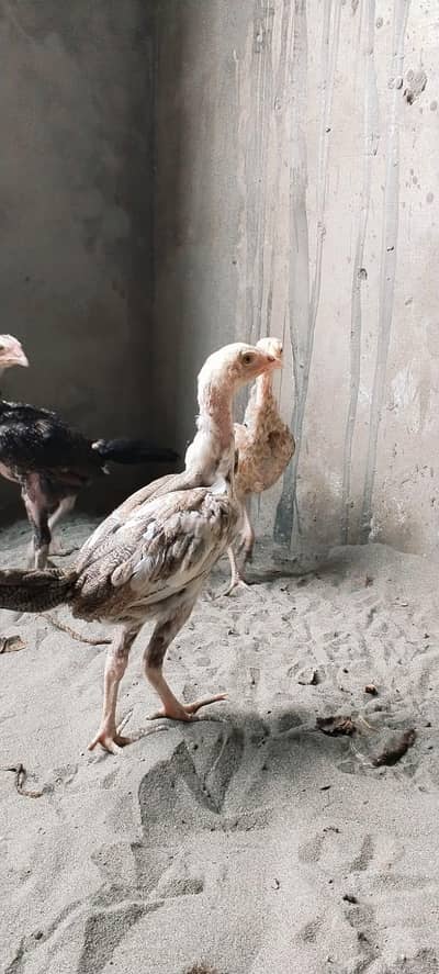 Beautiful aseel bird chicks