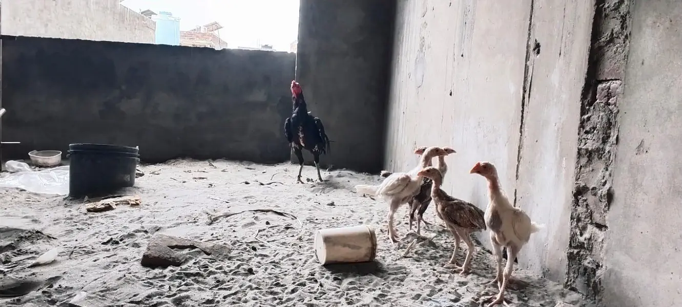 Beautiful aseel bird chicks — photo 2