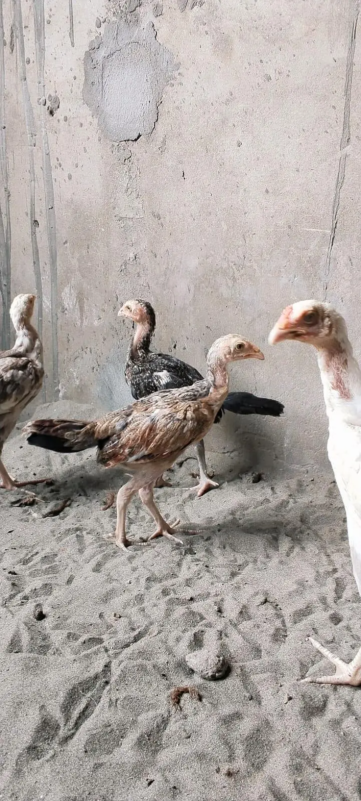 Beautiful aseel bird chicks — photo 3