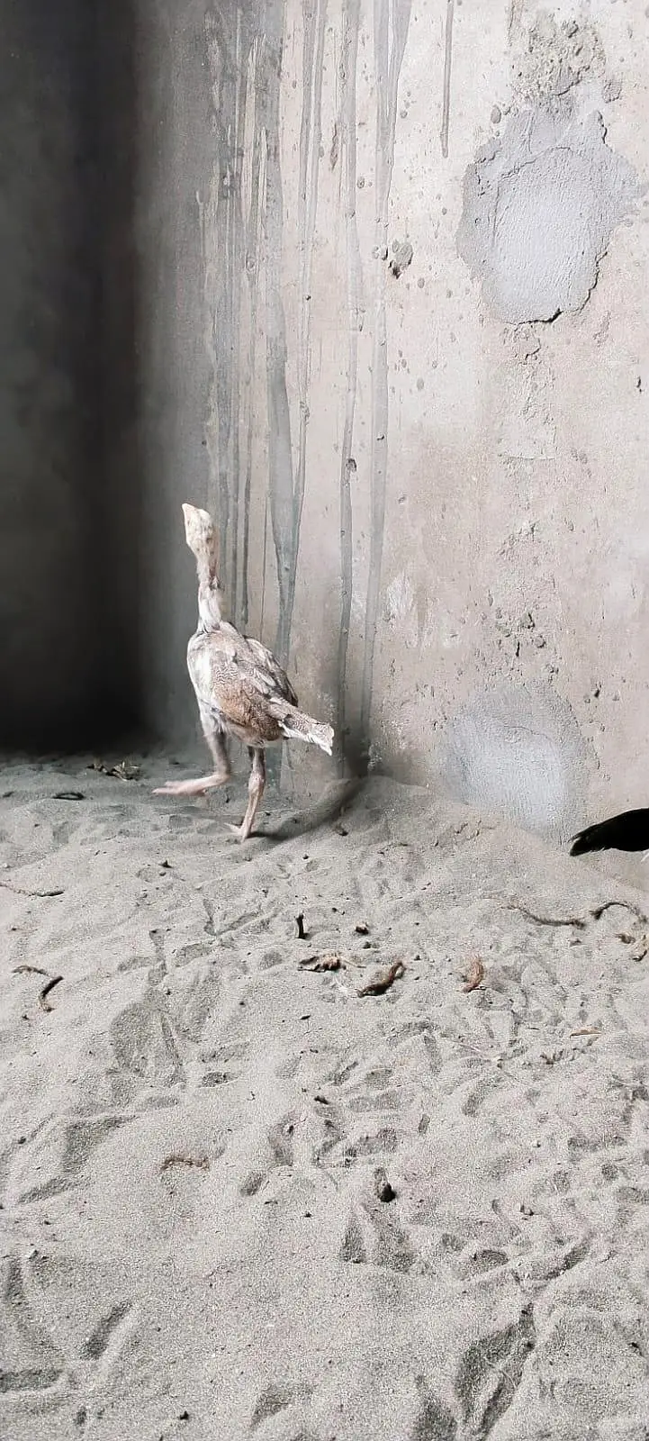 Beautiful aseel bird chicks — photo 4