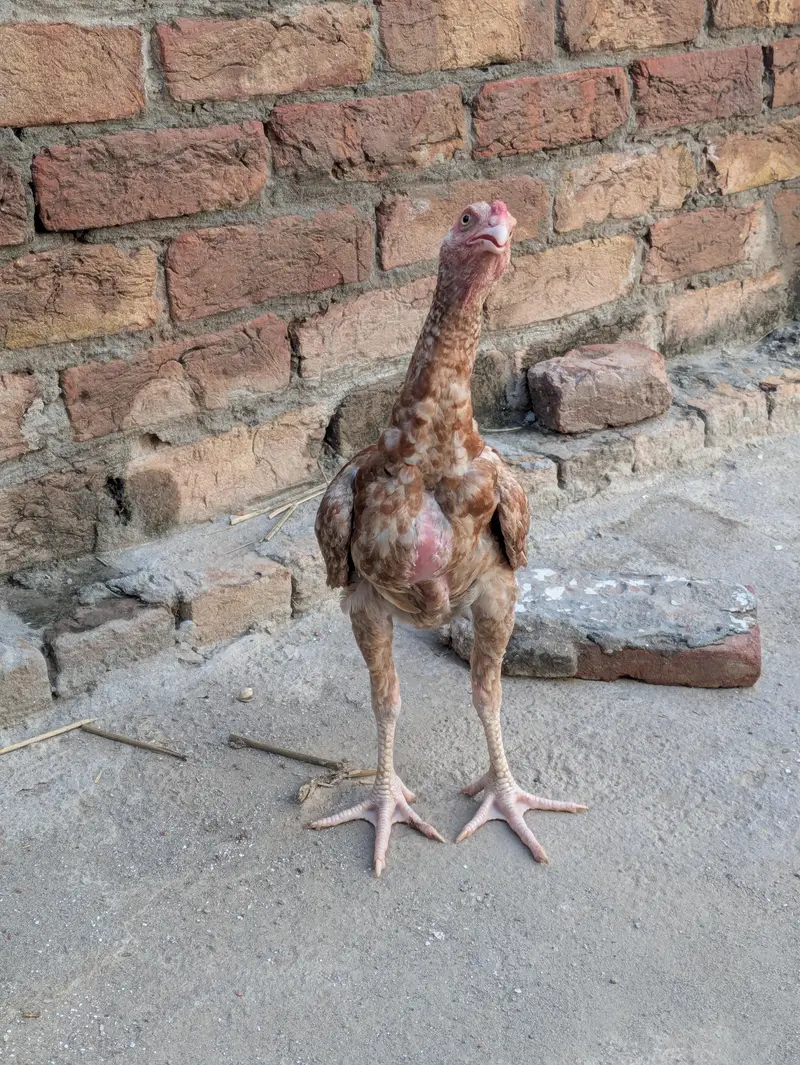 Aseel patha pure minawali — photo 3