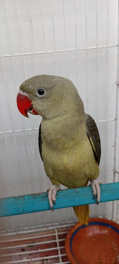 olive Pahari non DNA male