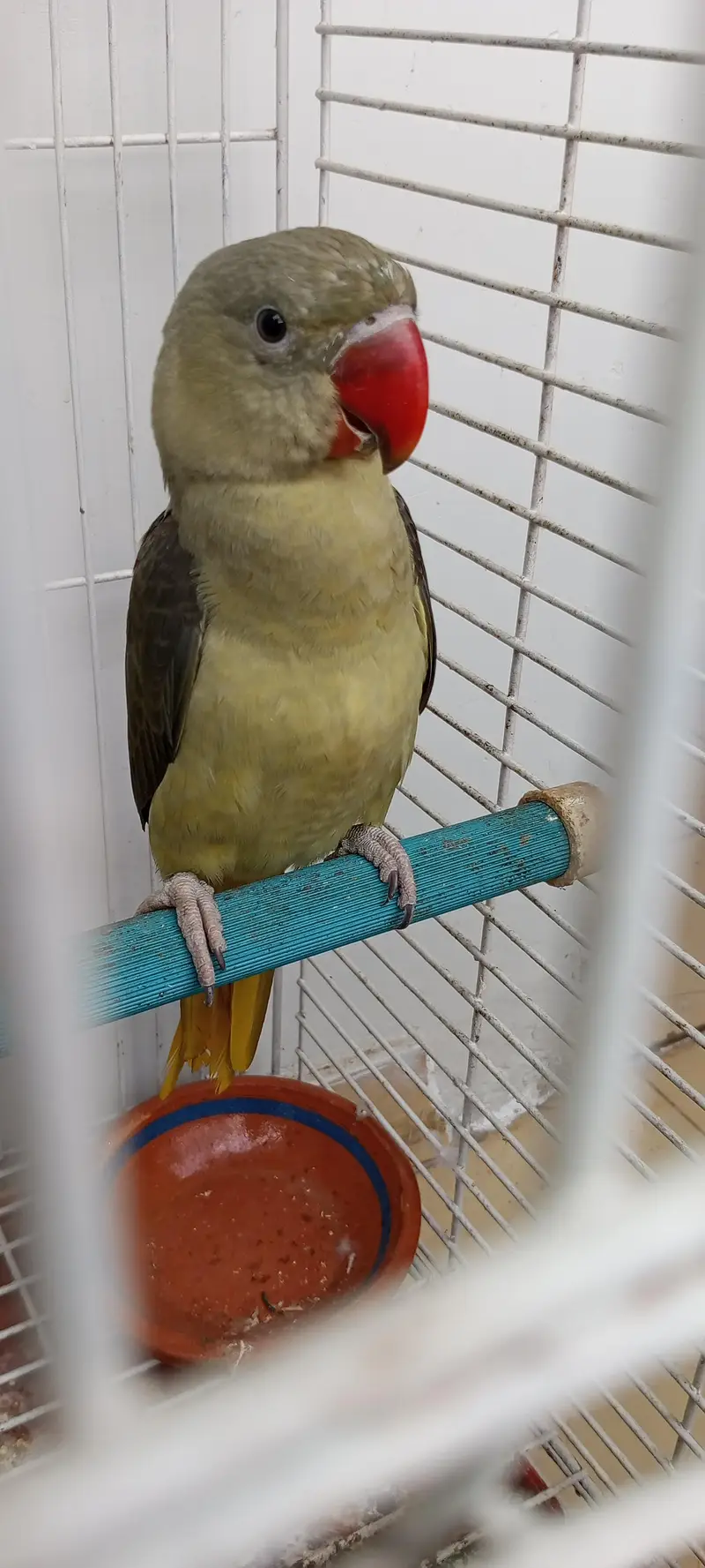 olive Pahari non DNA male — photo 2