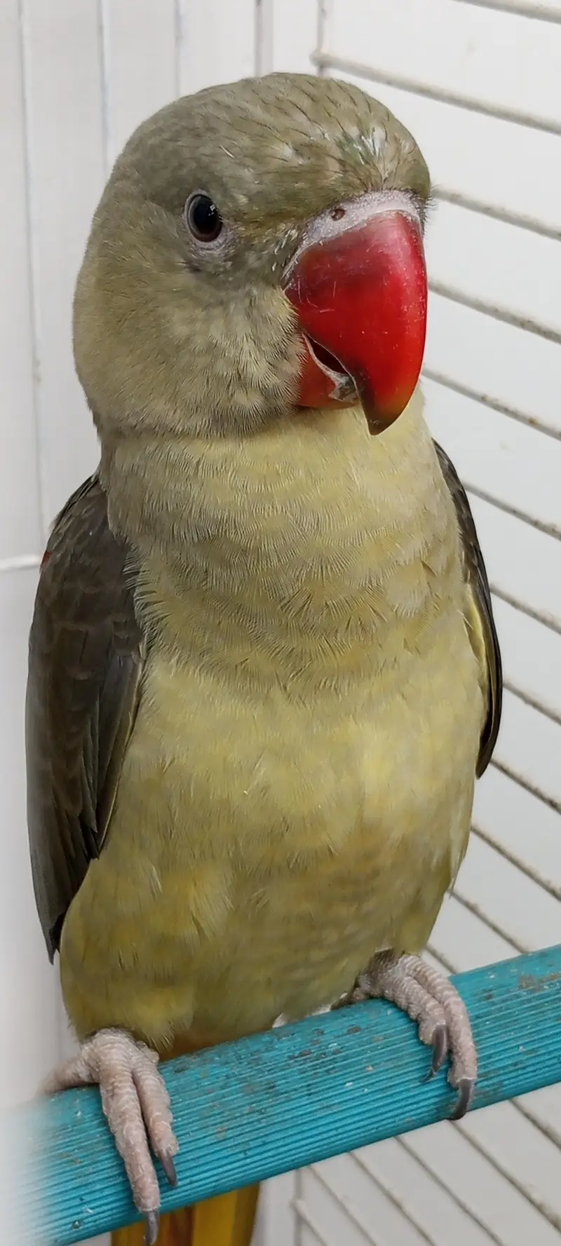 olive Pahari non DNA male — photo 3
