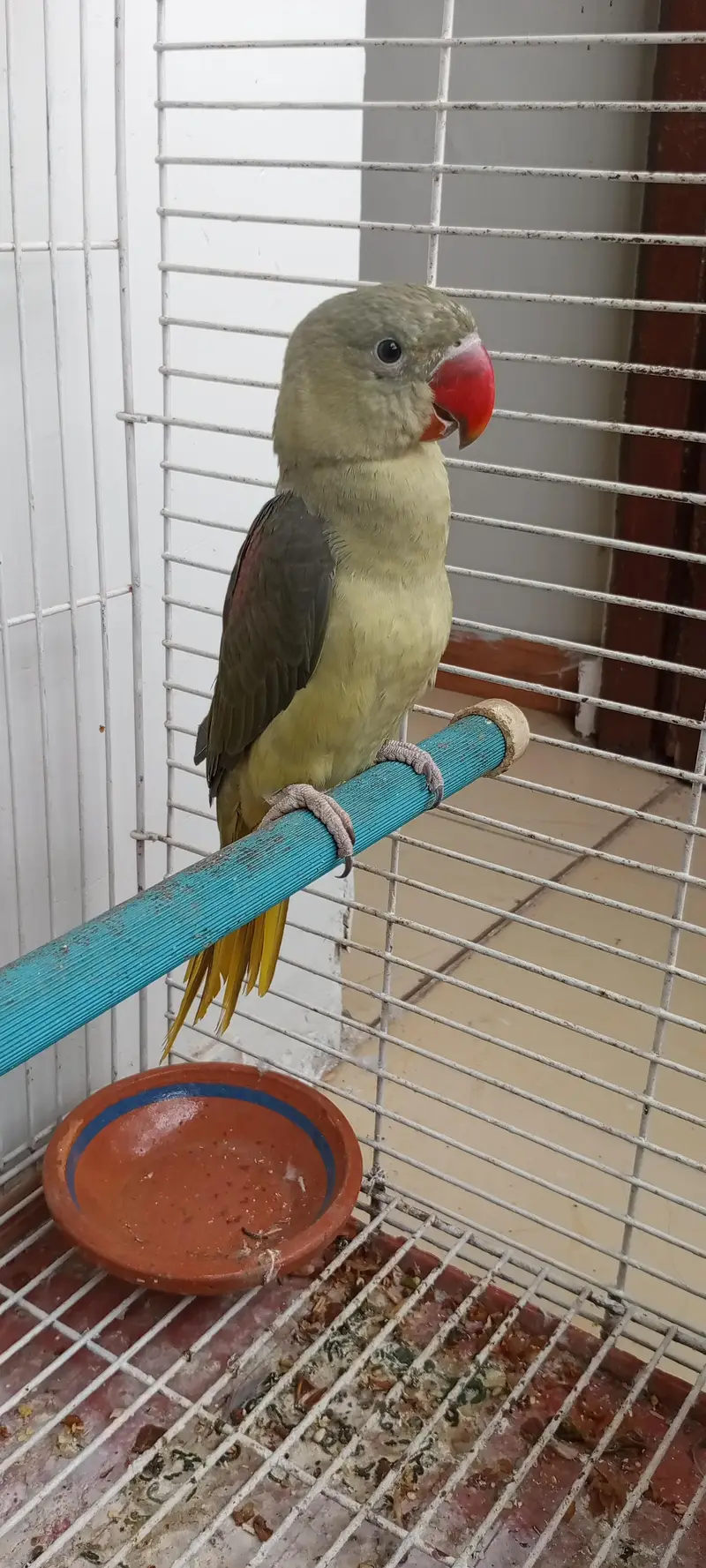 olive Pahari non DNA male — photo 4