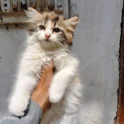 Persian cat 