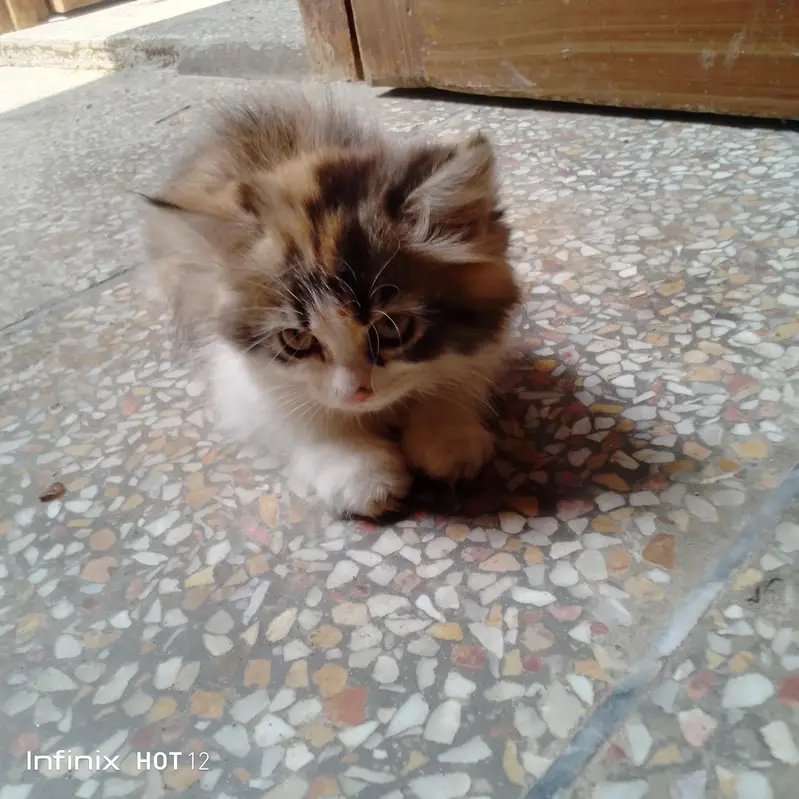 Persian cat  — photo 2
