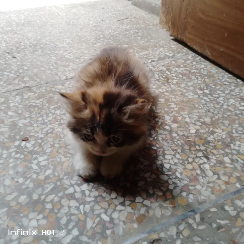 Persian cat  — photo 3