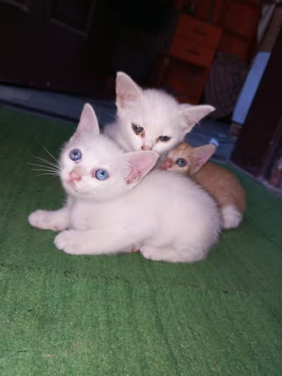 white cate